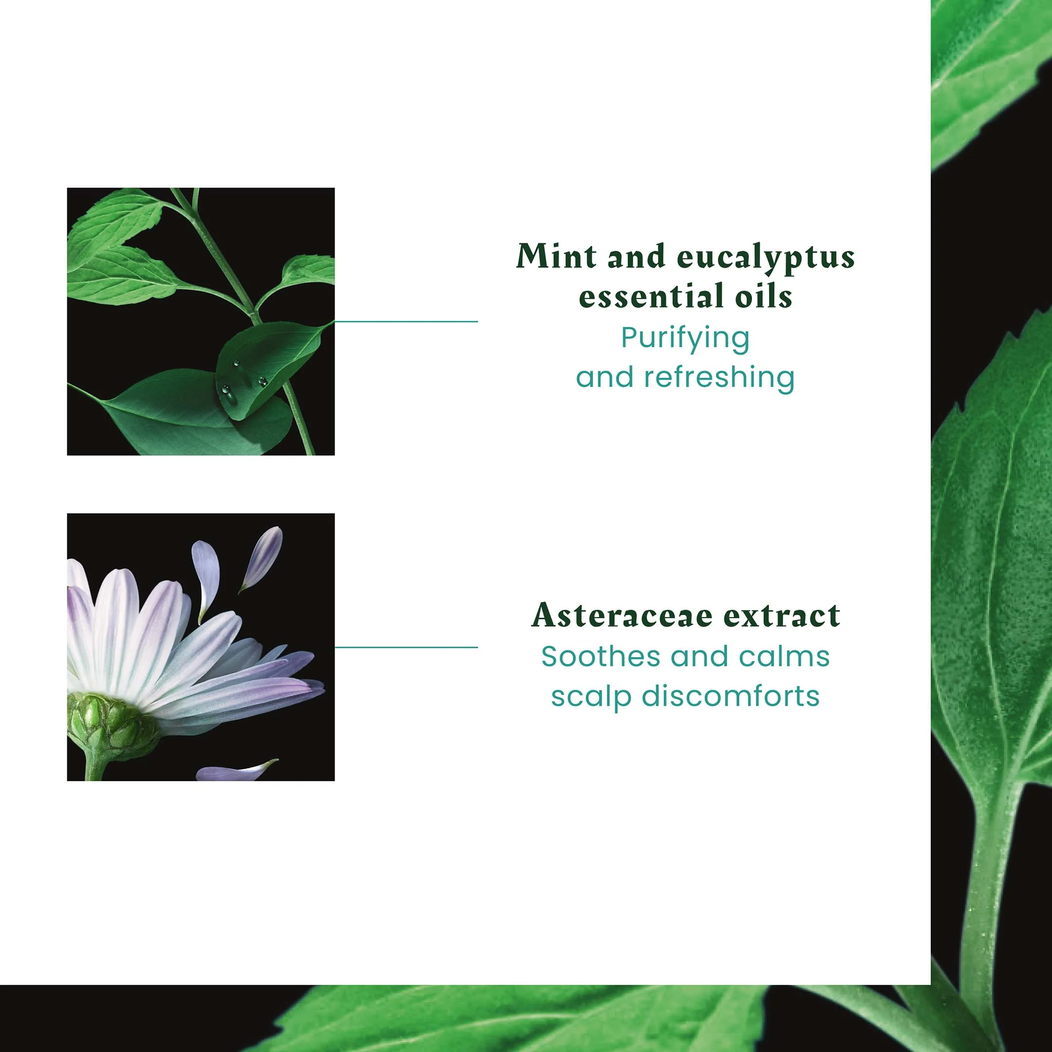 René Furterer Soothing Freshness Serum - Sensitive Scalp Treatment - Astera Fresh 75Ml - Image 7